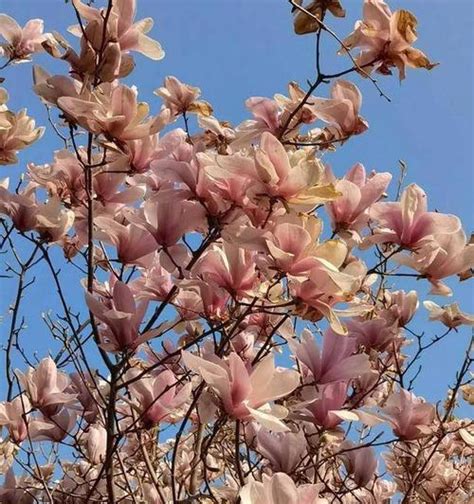 玉兰花树风水|玉兰树的寓意和风水关系（揭秘玉兰树的神秘力量——玉兰树的寓。